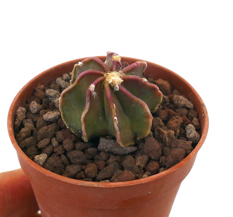 Astrophytum capricorne cv THAYO SIP10 small succulent cactus with ribbed green and purple stems