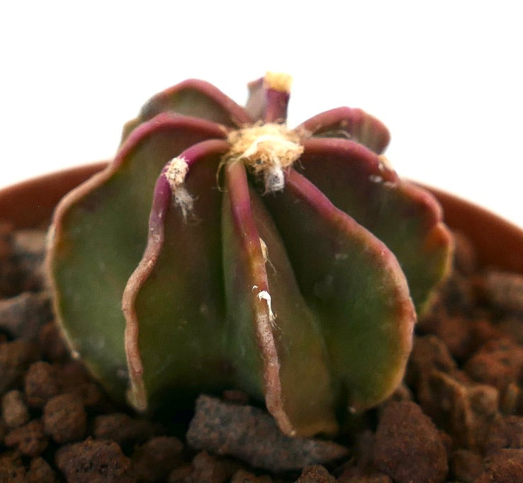 Astrophytum capricorne succulent cactus with ribbed structure and reddish edges in pot