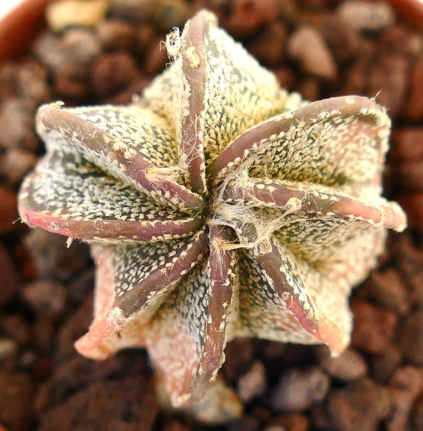 Astrophytum capricorne cv THAYO succulent cactus with textured star-shaped body and woolly areoles