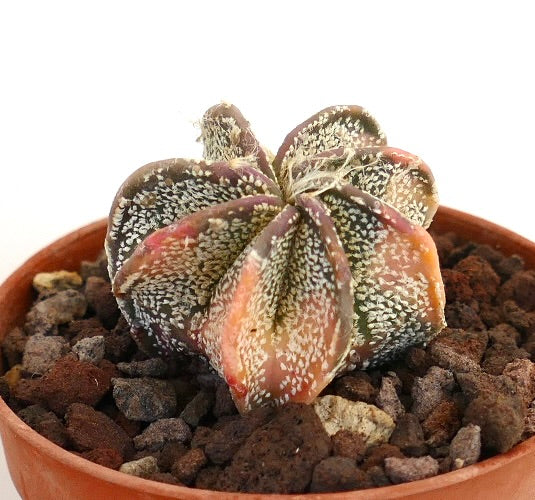 Astrophytum capricorne cv THAYO VARIEGATED succulent cactus with textured, variegated star-shaped ribs