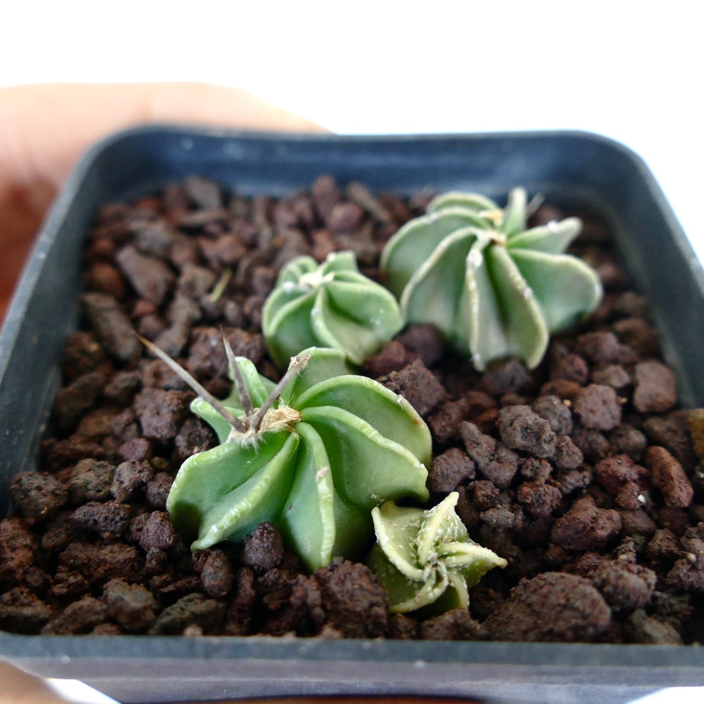 Astrophytum capricorne cv THAYO x BUFFALO