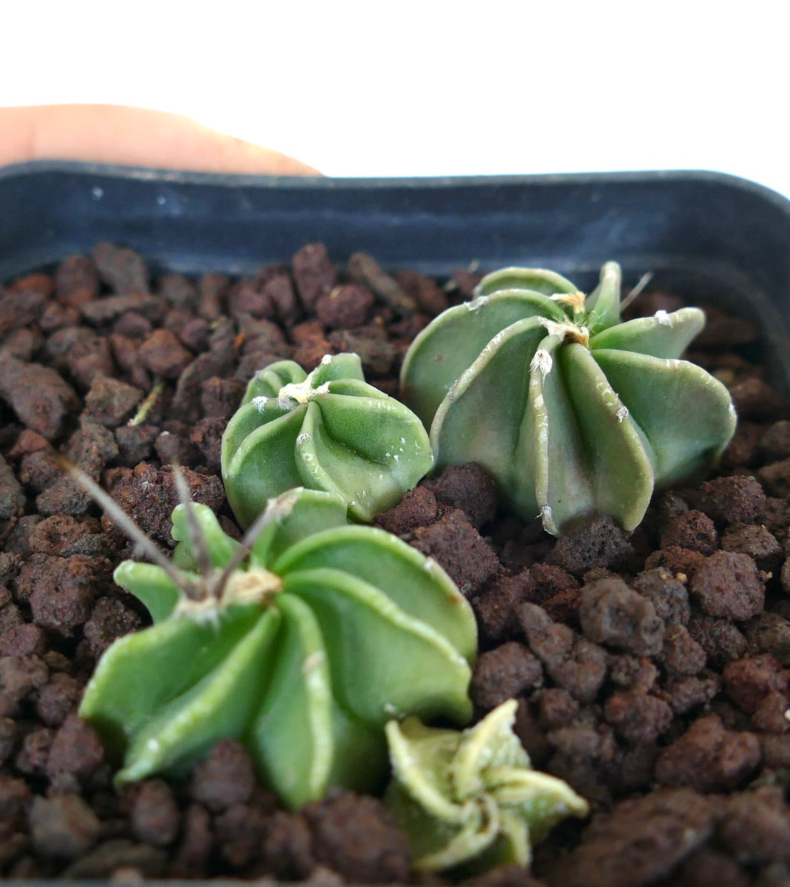 Astrophytum capricorne cv THAYO x BUFFALO