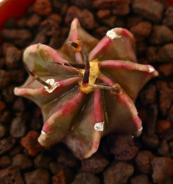 Astrophytum capricorne cv buffalo small succulent cactus with strong dark spines and reddish ridges