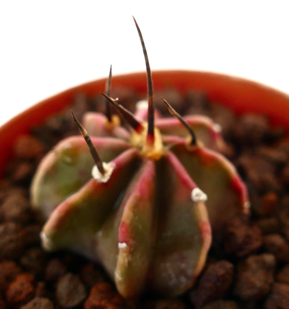 Astrophytum capricorne cv buffalo succulent cactus with strong dark spines and ribbed green body