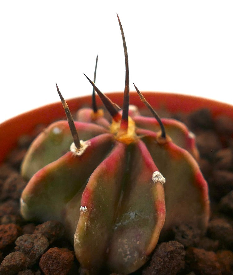 Astrophytum capricorne cv buffalo succulent cactus with strong long dark spines and reddish-green ribs