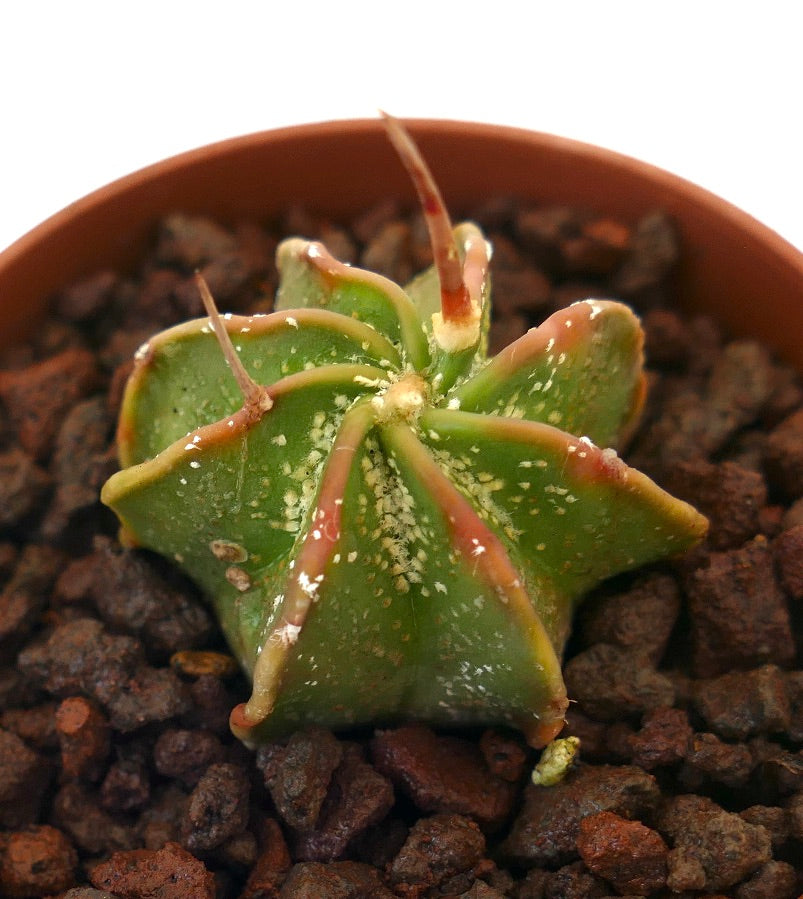 Astrophytum capricorne var. AUREUM small succulent cactus with prominent spines and textured green body