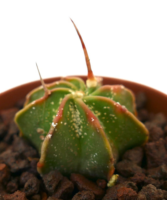 Astrophytum capricorne var. AUREUM small cactus with green body and long reddish spines in pot