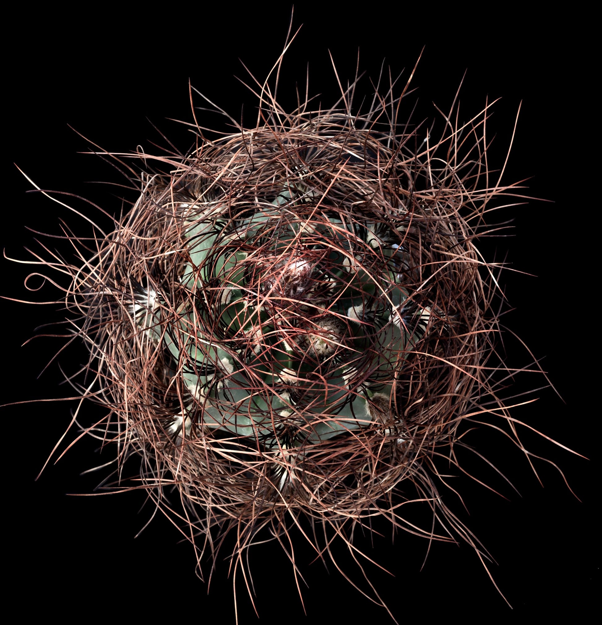 Bovenaanzicht van Astrophytum capricorne var. senile bedekt met stekels op een zwarte achtergrond