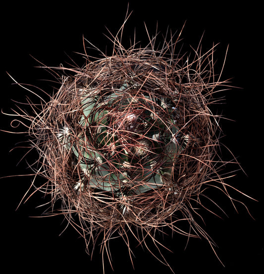Top view of Astrophytum capricorne var. senile covered with spines on a black background