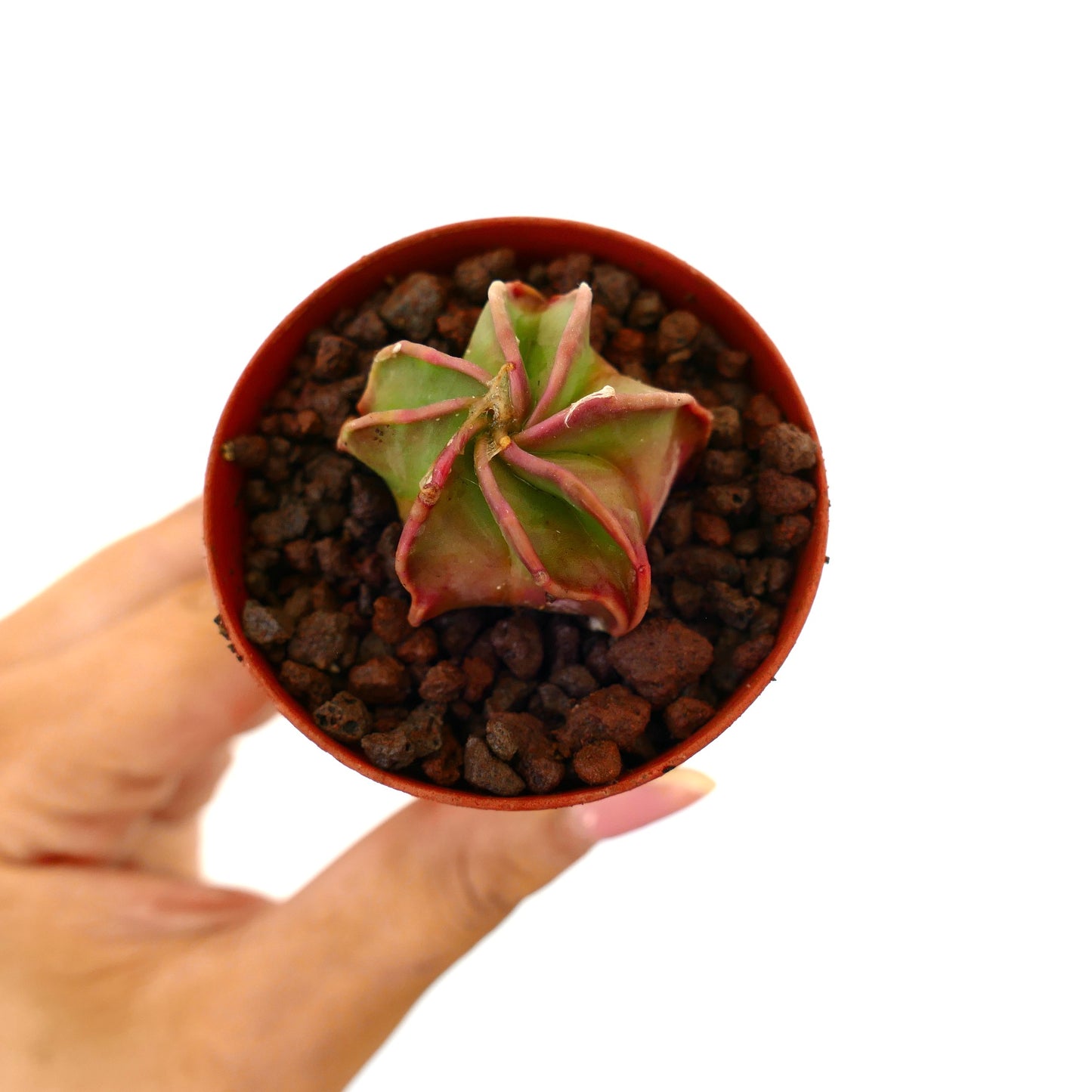 Astrophytum capricorne rare small cactus with green and pink star-shaped ridges in pot