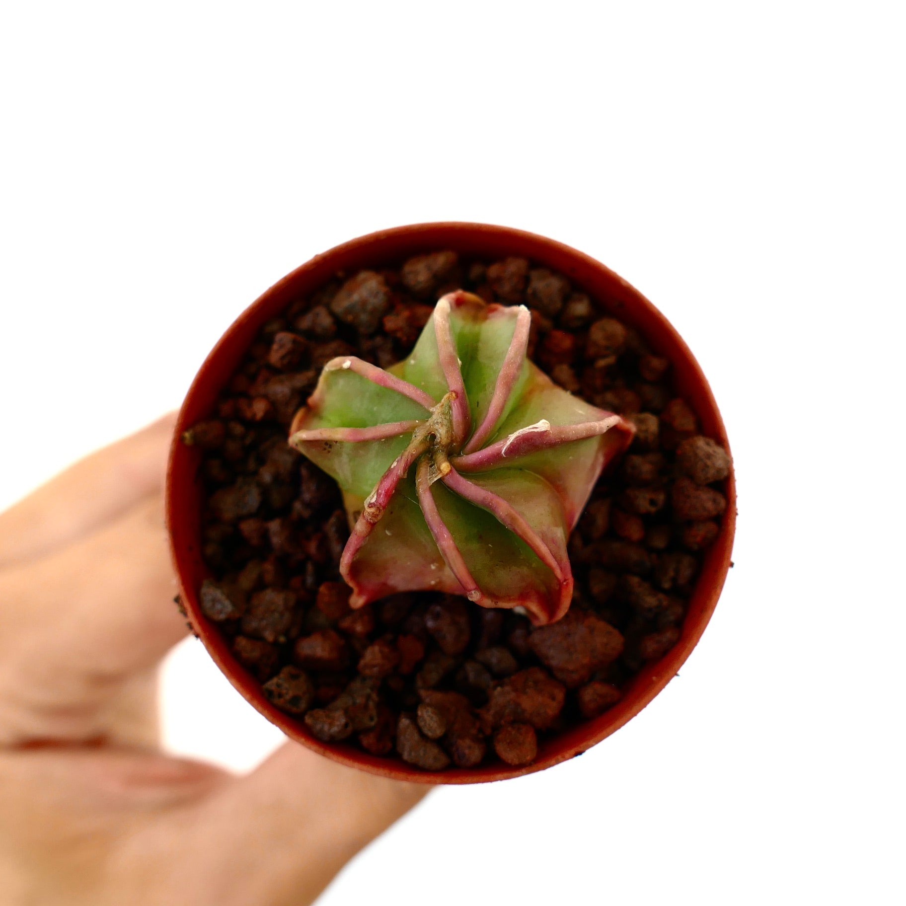 Astrophytum capricorne rare succulent cactus with green body and reddish spines in pot