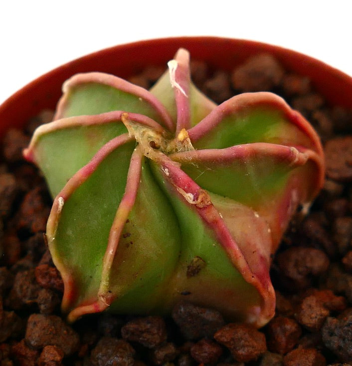 Astrophytum capricorne rare succulent cactus with green body and pinkish spines