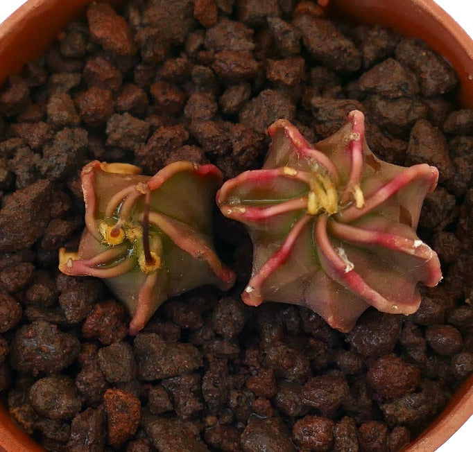Astrophytum capricorne x thayo small succulent cactus with reddish spines and star-shaped ribs