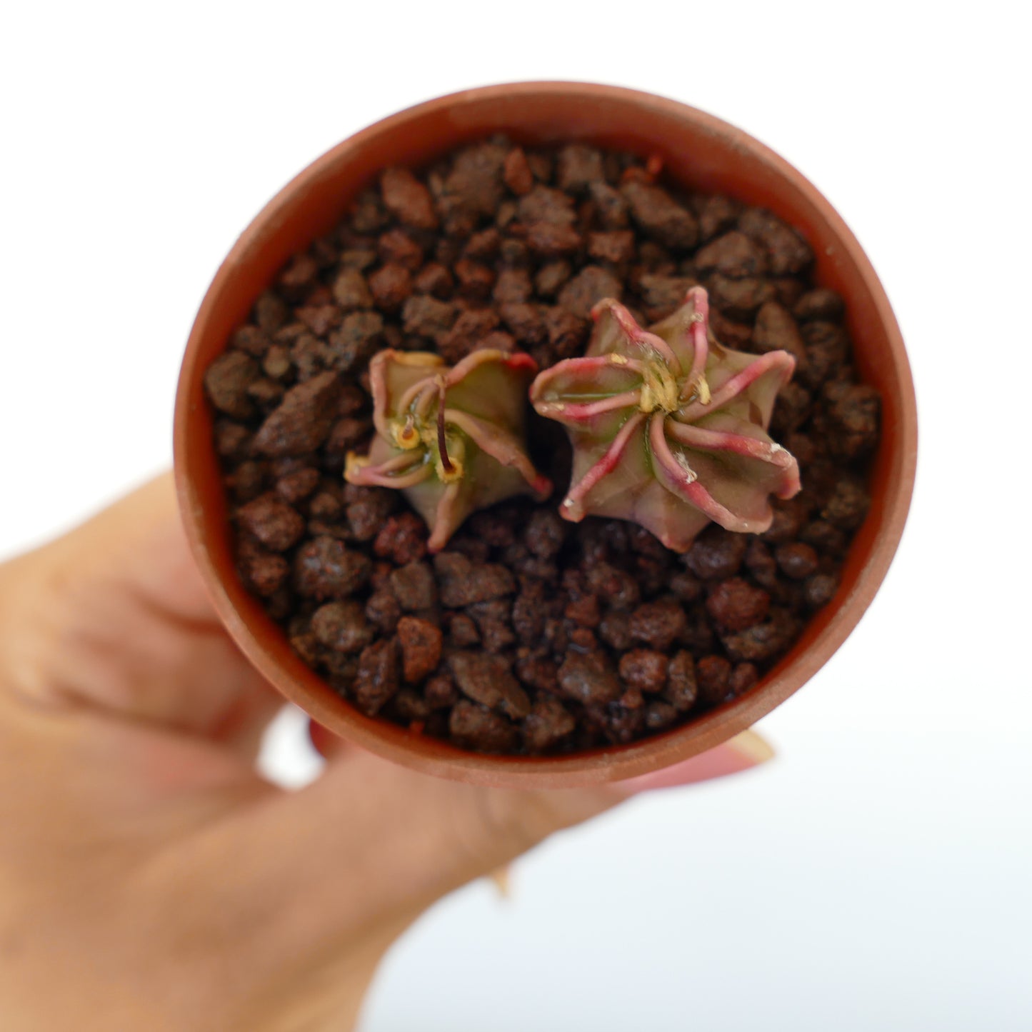 Astrophytum capricorne x thayo small succulent cactus with star-shaped pinkish spines in pot