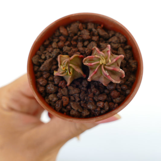 Astrophytum capricorne x thayo small succulent cactus with star-shaped pinkish spines in pot
