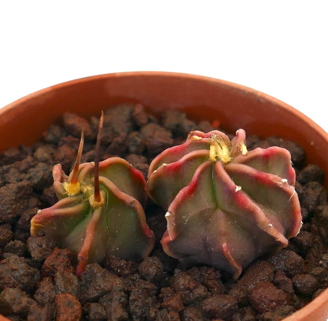 Astrophytum capricorne x thayo small succulent cactus with ribbed structure and reddish edges in pot