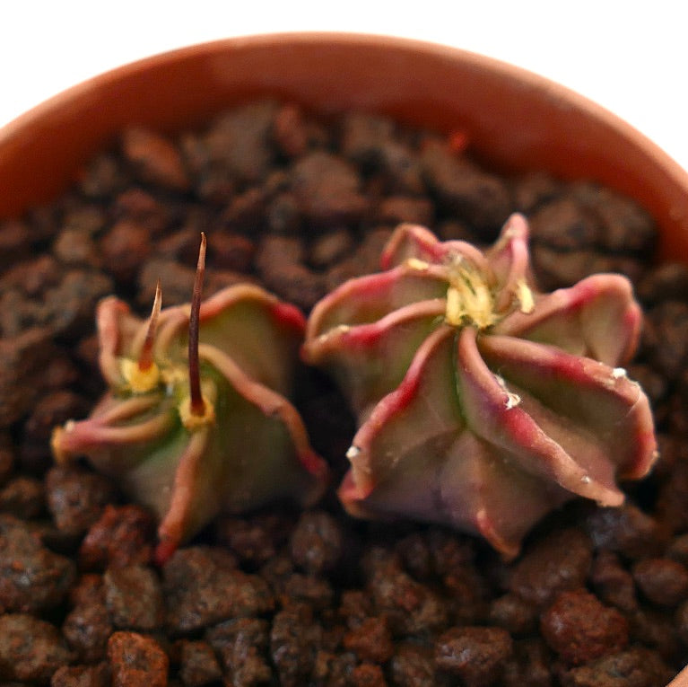 Astrophytum capricorne x thayo small succulent cactus with reddish spines and ribbed body in pot
