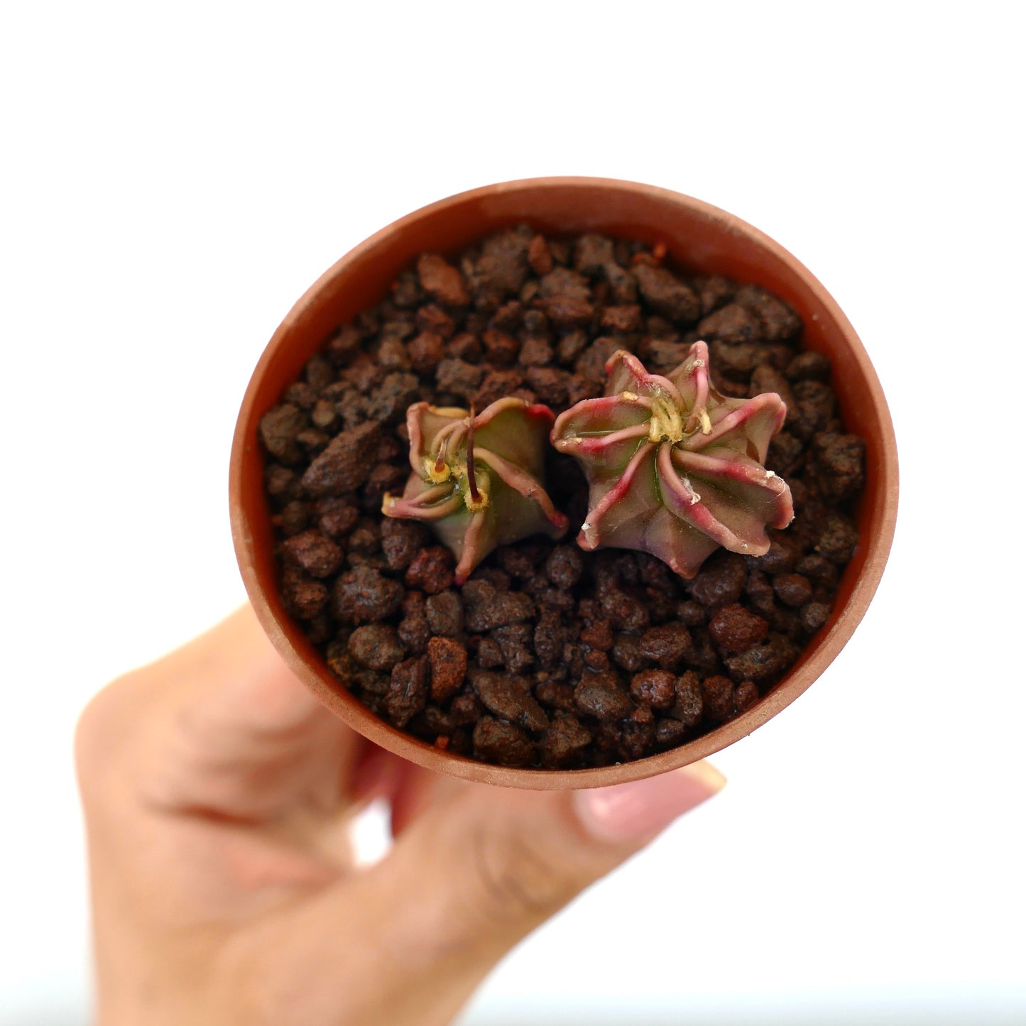 Astrophytum capricorne x thayo small succulent cactus with star-shaped ribbed structure and reddish tips