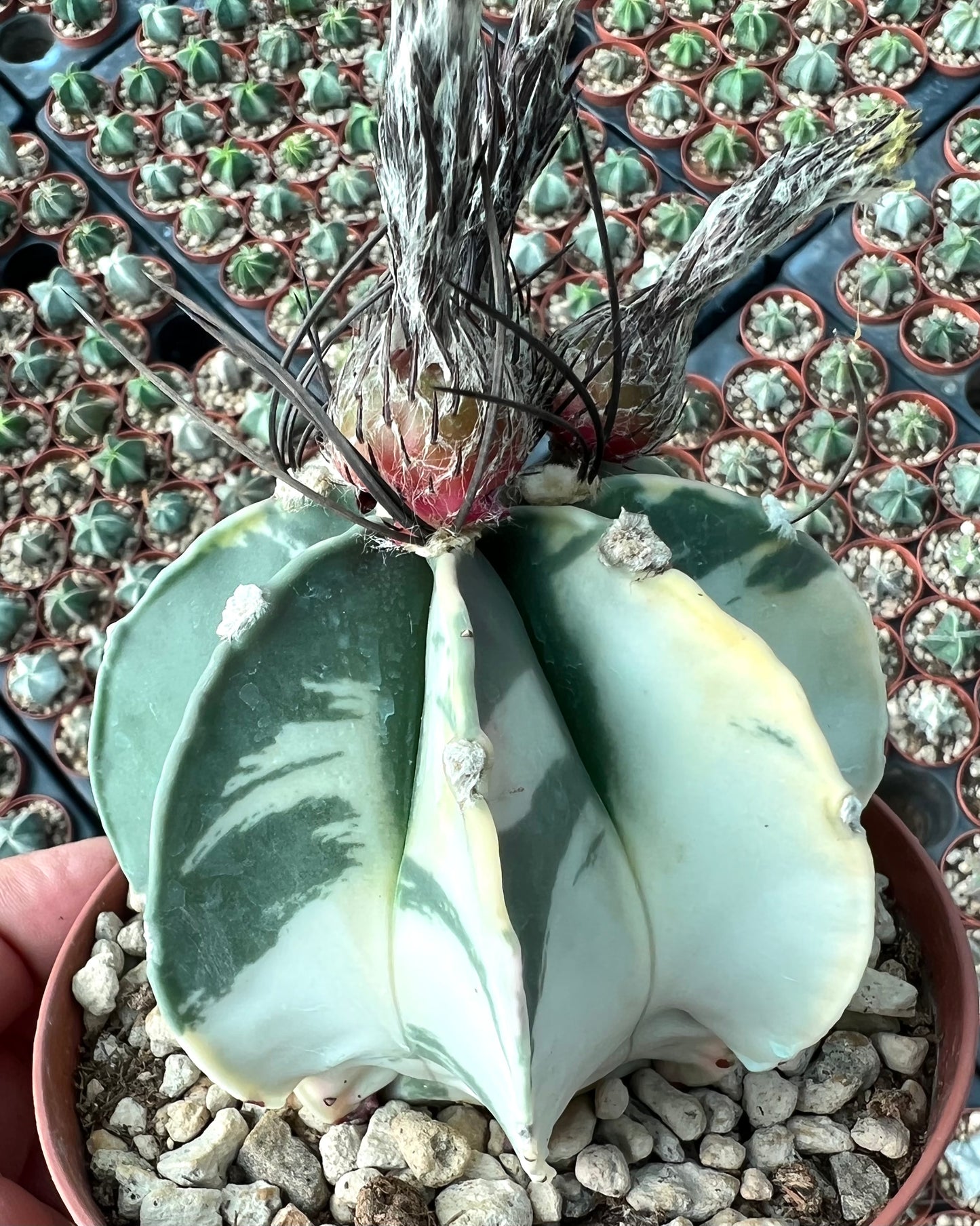 Astrophytum crassispinum VARIEGATED SEEDS