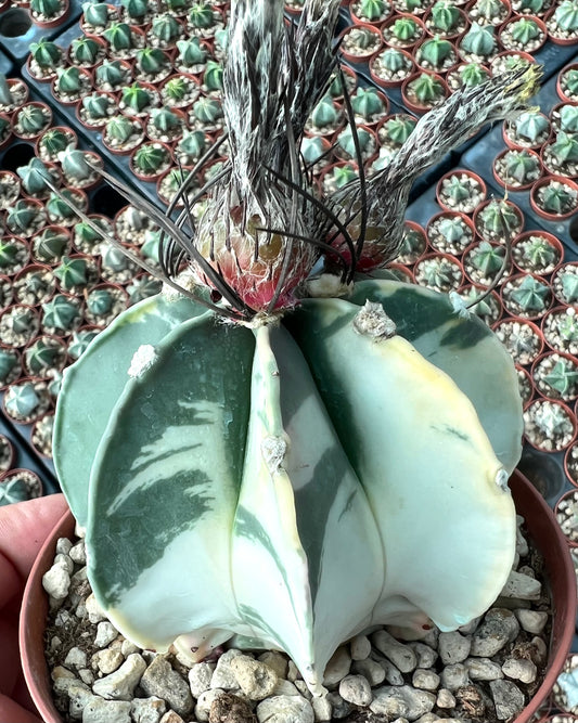 Astrophytum crassispinum VARIEGATED SEEDS