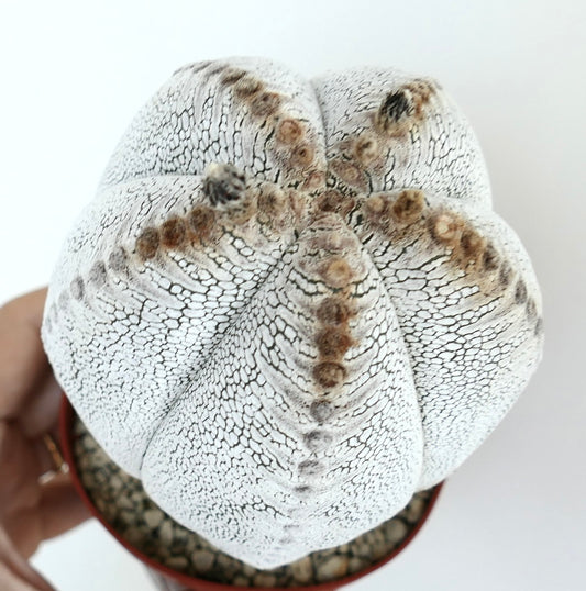 Top view of Astrophytum Onzuka cultivar, highlighting its five ribbed structure with white speckled skin and brown woolly areoles.