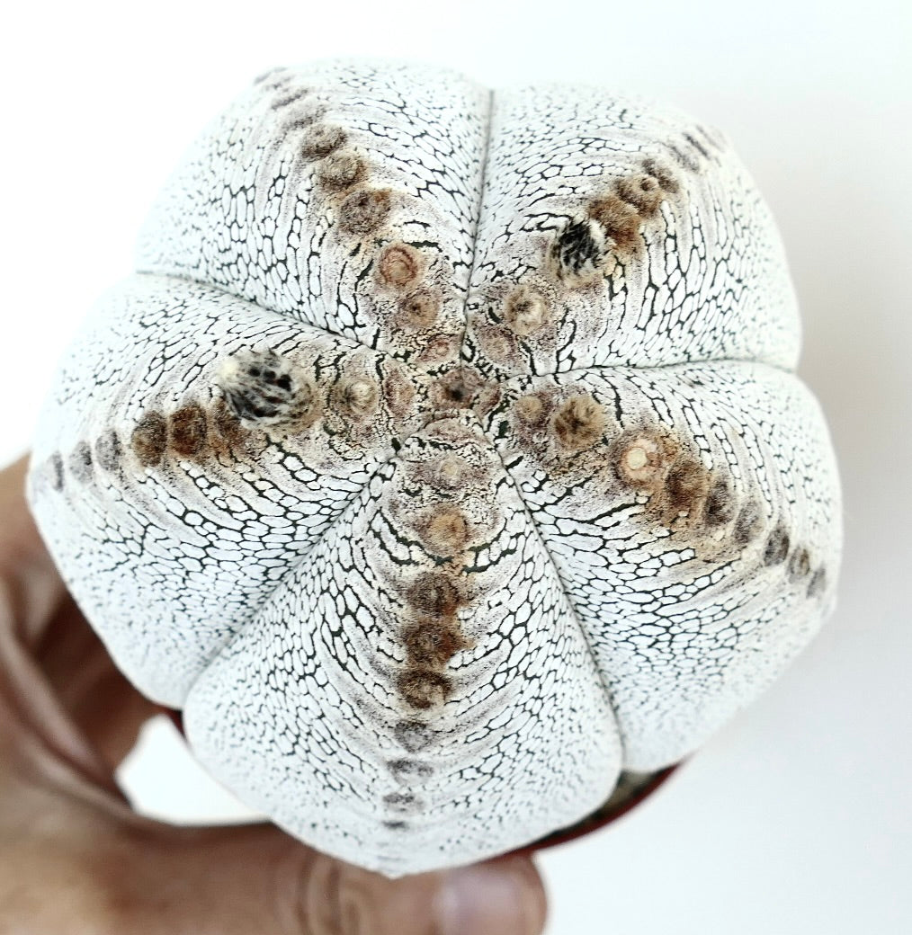 Overhead photo of Astrophytum Onzuka specimen, displaying its star-shaped ribbed body with dense white markings and central areole line.
