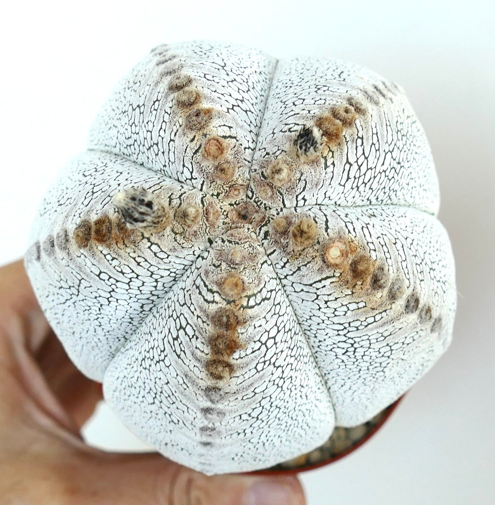 Top-down view of Astrophytum Onzuka cultivar, showing symmetrical ribs with textured white surface and clustered brown areoles.