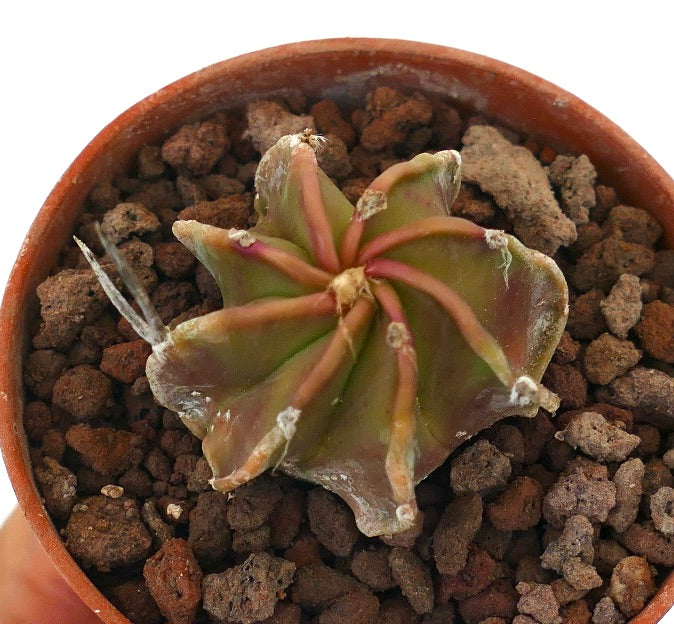 Astrophytum cv BUFFALO x NUDUM RED VG7 succulent cactus with star-shaped ribs and reddish-green tones