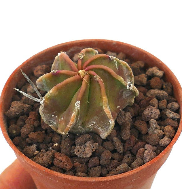 Astrophytum cv BUFFALO x NUDUM RED VG7 rare succulent cactus with ribbed, smooth green and reddish stems