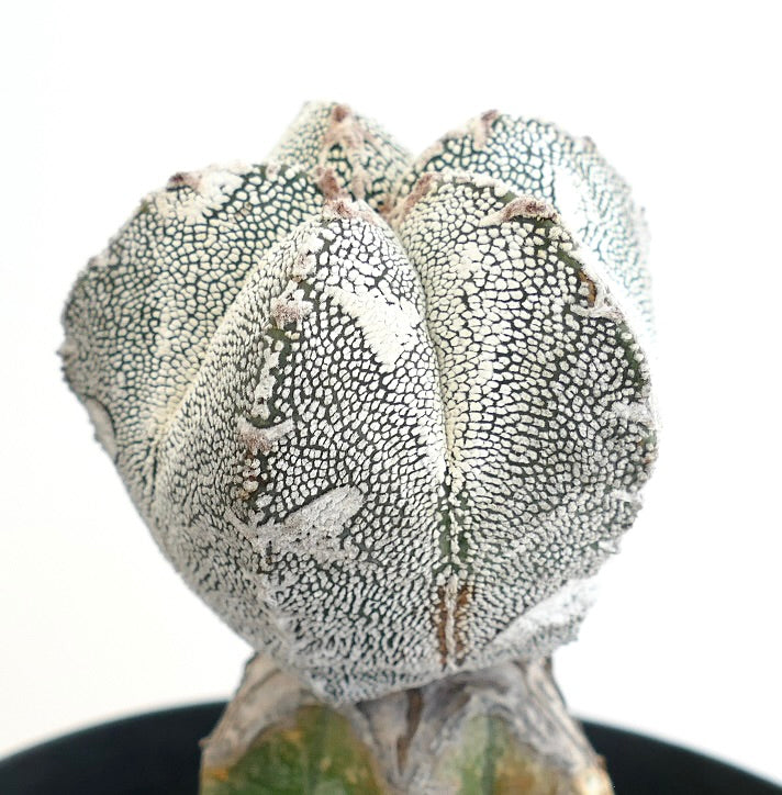 Astrophytum cv HAKUUN x ONZUKA rare succulent cactus with white speckled star shape