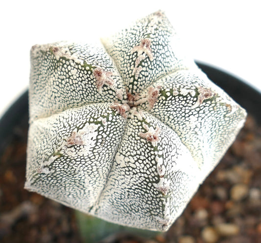Astrophytum cv HAKUUN x ONZUKA succulent cactus with white speckled star-shaped ribs