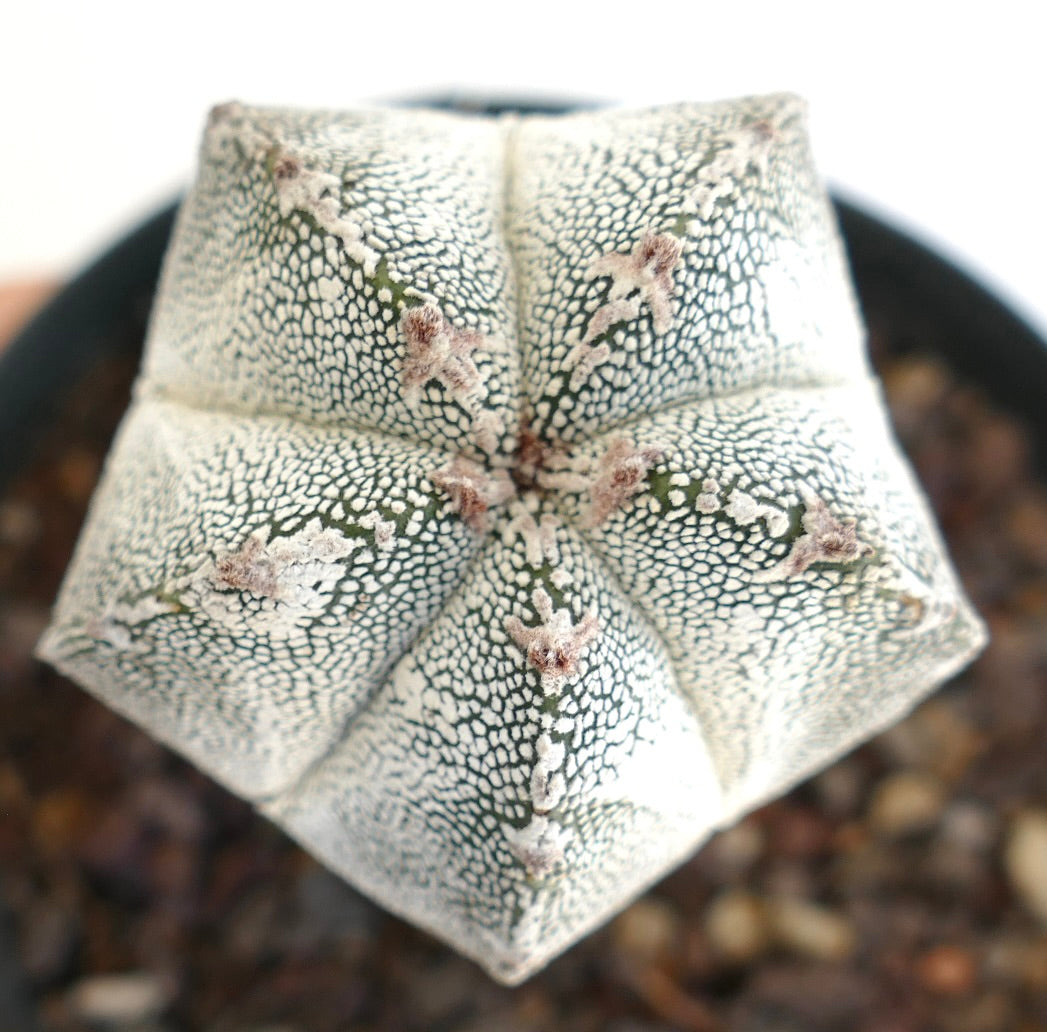 Astrophytum cv HAKUUN x ONZUKA rare white-speckled star-shaped succulent cactus