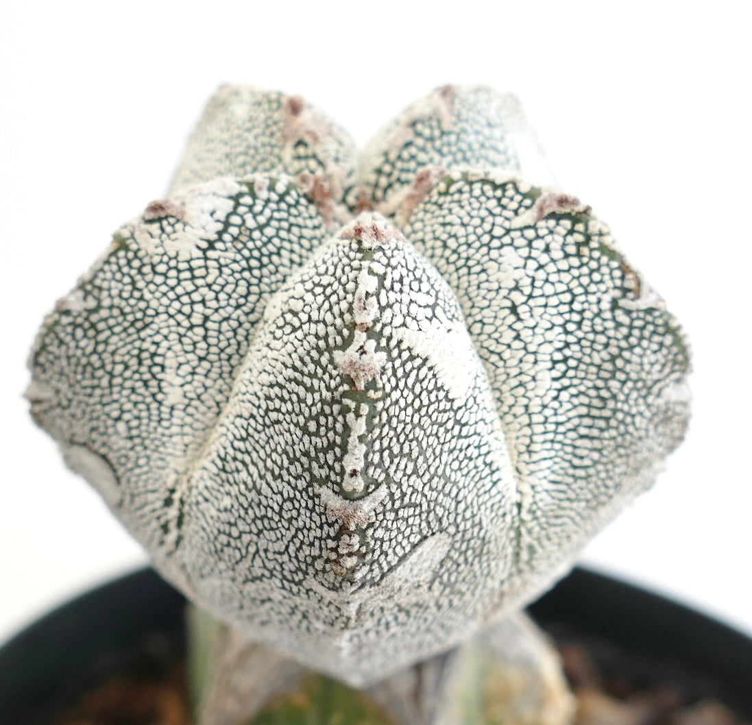 Astrophytum cv HAKUUN x ONZUKA rare star-shaped cactus with white speckled texture