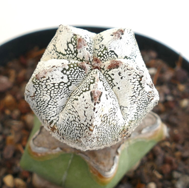 แอสโตรไฟตัม cv ฮาคุน x ออนซึกะ ต้นกระบองเพชรอวบน้ำเนื้อผิวสีขาวหายาก