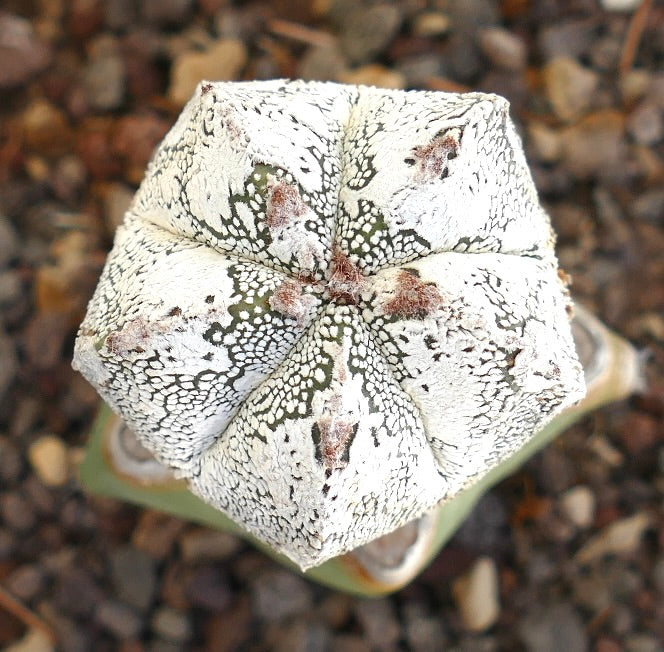 แอสโตรไฟทัม cv ฮาคุง x ออนซึกะ ต้นกระบองเพชรเนื้อสัมผัสสีขาวหายาก