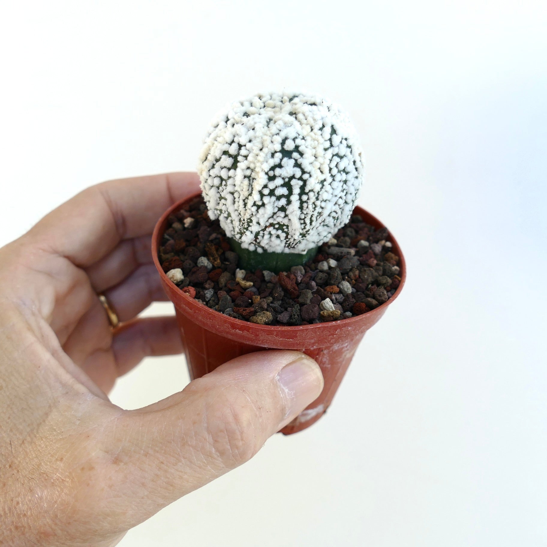 Astrophytum cv. HANAZONO veredelter Kaktus in einem kleinen braunen Plastiktopf, in der Hand gehalten, zeigt seine kugelförmige Gestalt mit weißen flauschigen Areolen, die im Kontrast zum dunkelgrünen Stiel stehen.