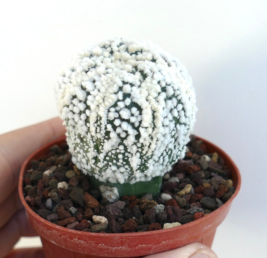 Detaillierte Draufsicht des gepfropften Kaktus Astrophytum cv. HANAZONO, die sein radial symmetrisches Muster aus weißen, behaarten Areolen auf der dunkelgrünen Oberfläche zeigt.