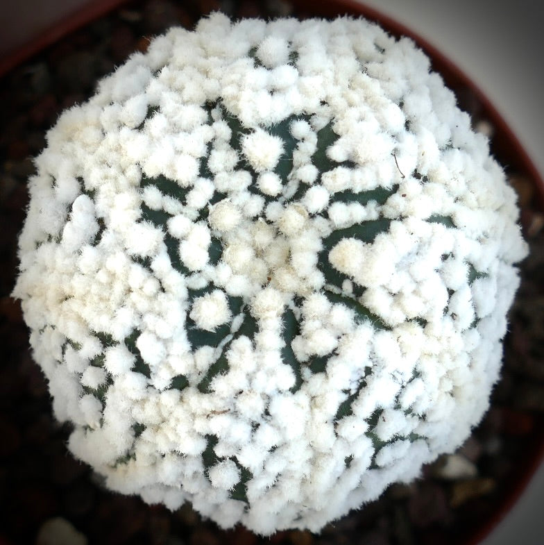 Seitenansicht eines Astrophytum cv. HANAZONO gepfropften Kaktus in einem Topf mit vulkanischem Substrat, der seine zylindrische Form, dichte weiße Areolen und sichtbare Pfropfunterlage zeigt.