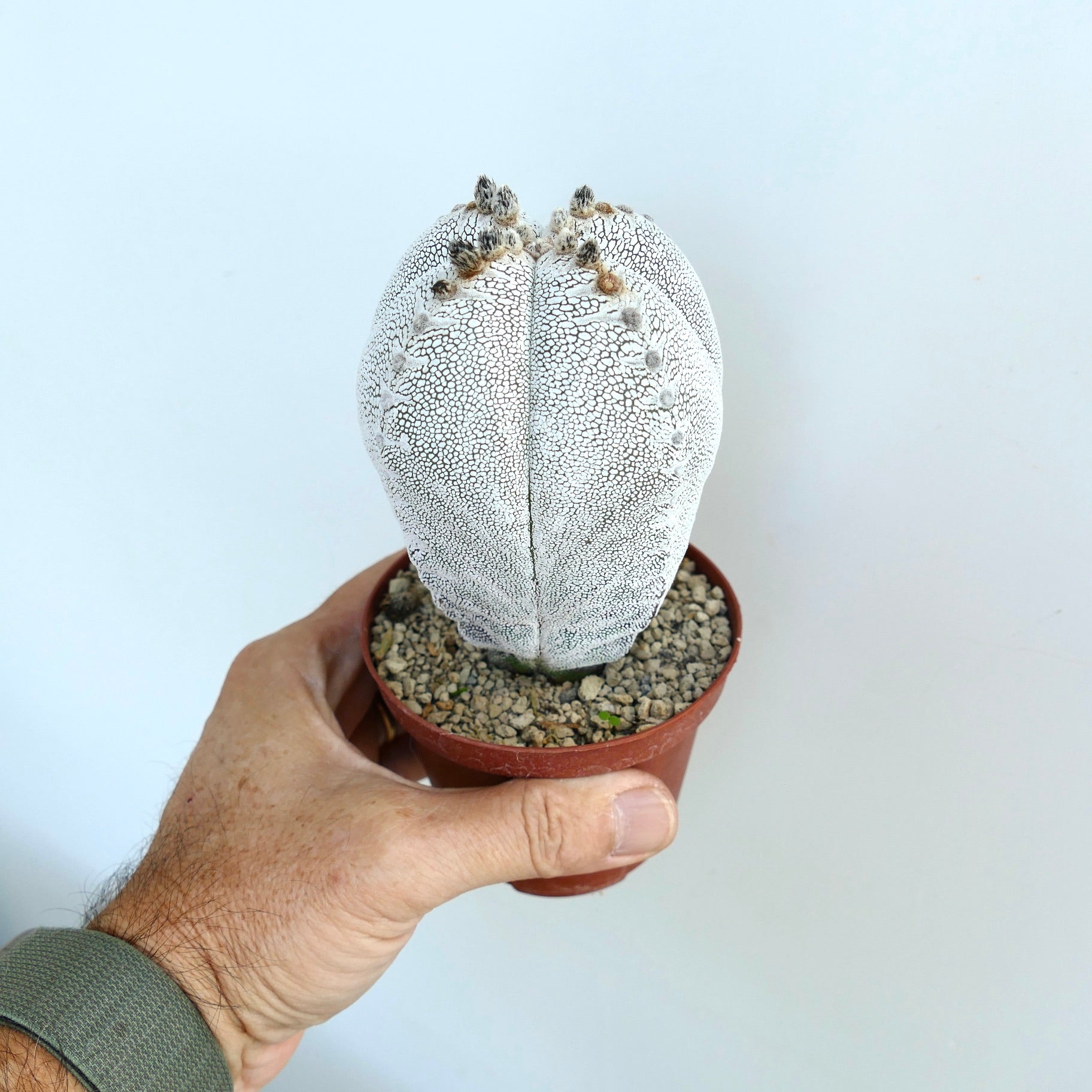 Hand, die einen Topf mit dem Astrophytum Onzuka Quadricostatum Kultivar hält, und den hohen vier-rippigen Körper zeigt, der mit dichten weißen, rissigen Mustern bedeckt ist.