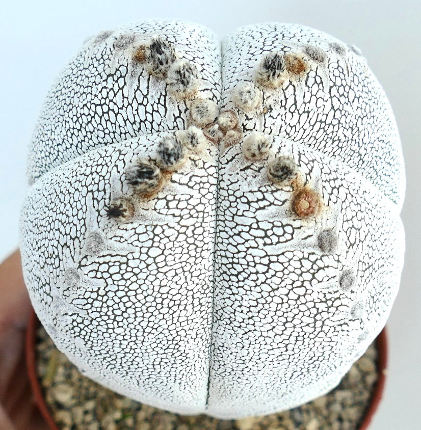 Nahaufnahme des Astrophytum Onzuka Quadricostatum, die die wolligen Areolen entlang der Rippen und die charakteristische Mosaik-Epidermis hervorhebt.