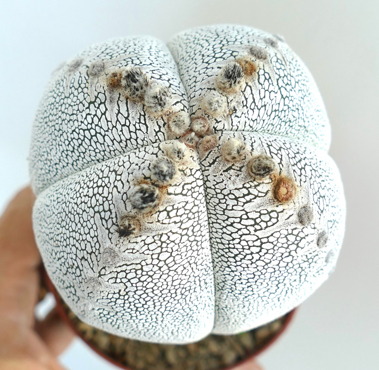 Draufsicht auf Astrophytum Onzuka Quadricostatum, die seine symmetrische vier-rippige Form mit weiß gemusterter Haut und gruppierten Areolen zeigt.