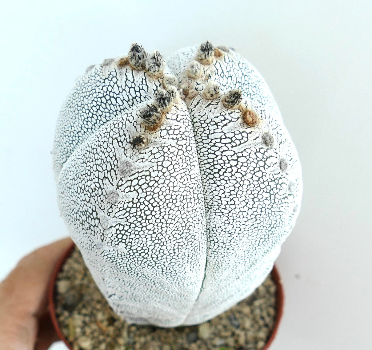 Seitenansicht von Astrophytum Onzuka Quadricostatum in einem Topf, mit verlängerten Rippen, strukturierter weißer Epidermis und ausgerichteten Areolen.