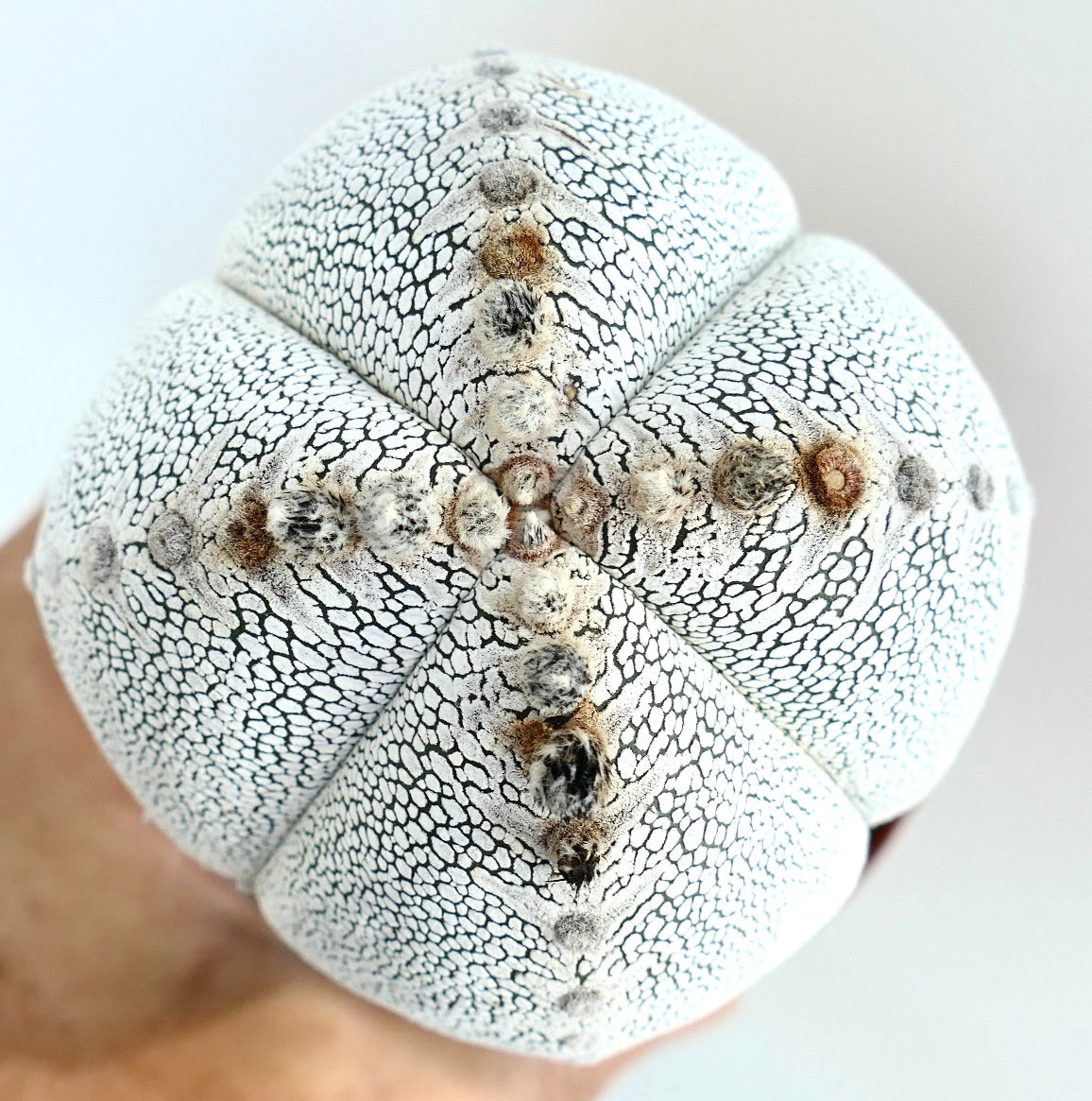 Foto von oben auf Astrophytum Onzuka Quadricostatum, das seine einzigartige vier-rippige Struktur mit gesprungenen weißen Zeichnungen und wolligen Areolen hervorhebt.