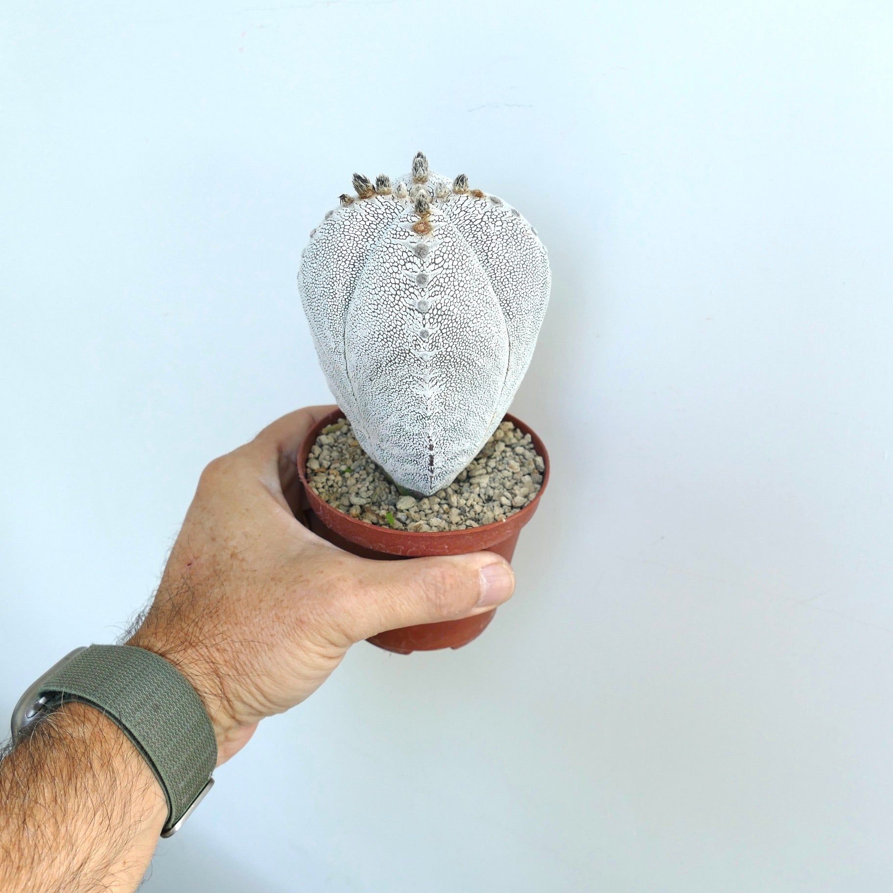 Vollansicht eines gehaltenen Astrophytum Onzuka Quadricostatum im Topf, der seine säulenförmige Vier-Rippen-Struktur und das auffällige weiß gemusterte Hautmuster hervorhebt.