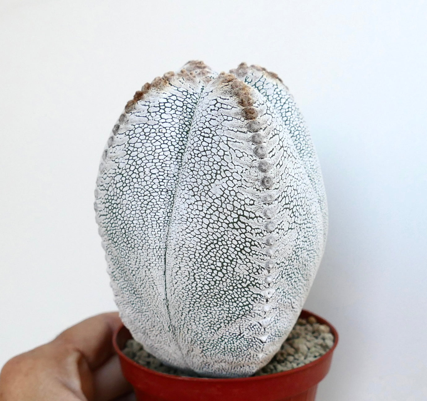 Draufsicht auf Astrophytum Onzuka Quadricostatum mit vier Rippen, die mit weiß mosaikartig geformten Markierungen bedeckt sind, und Reihen brauner Areolen in der Mitte.