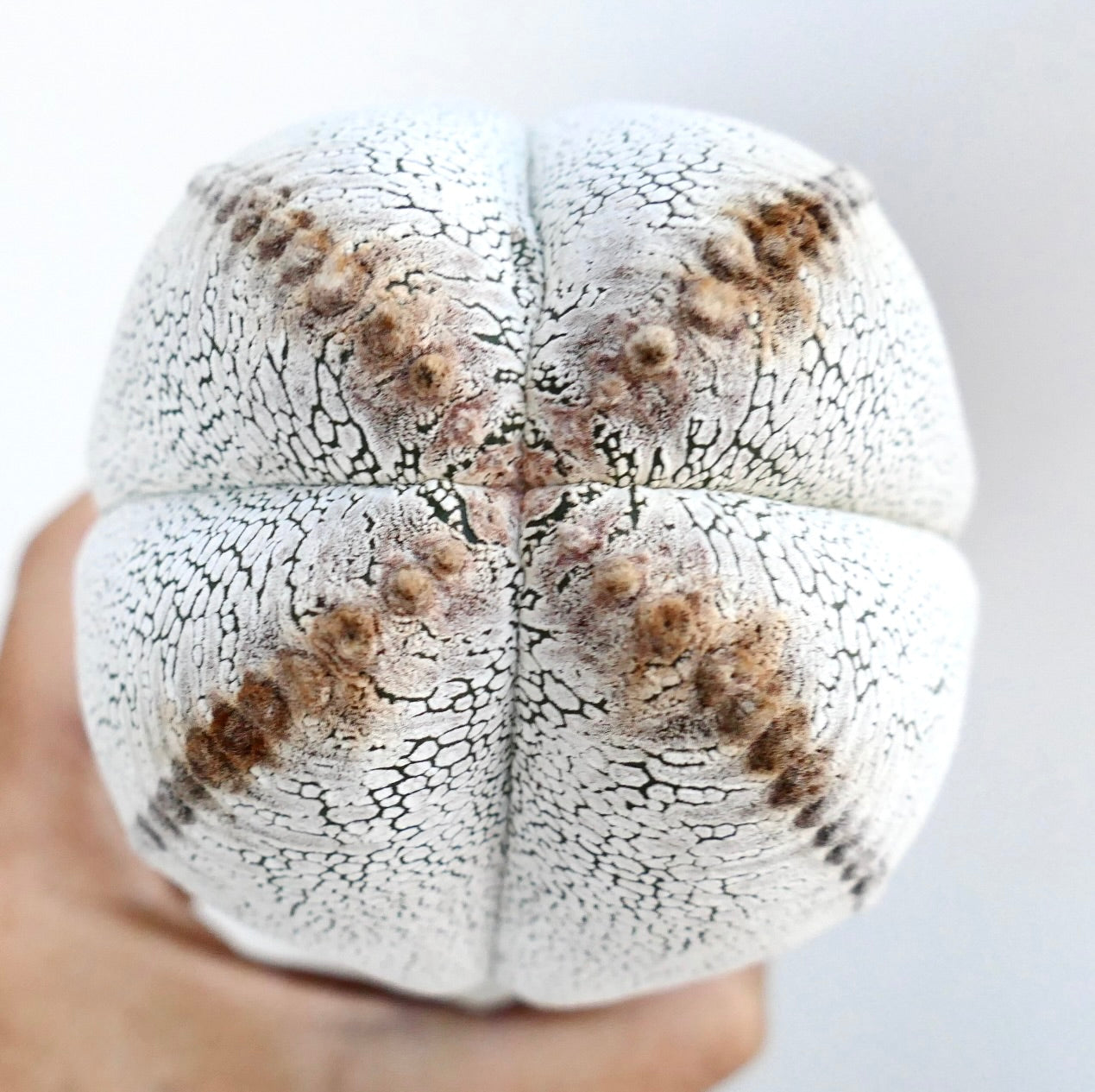 Seitenansicht von Astrophytum cv. Onzuka Quadricostatum ausgewählt, die vier dicke Rippen mit weißen, rissigen Mustern und kleinen braunen Areolen entlang der Ränder zeigt.