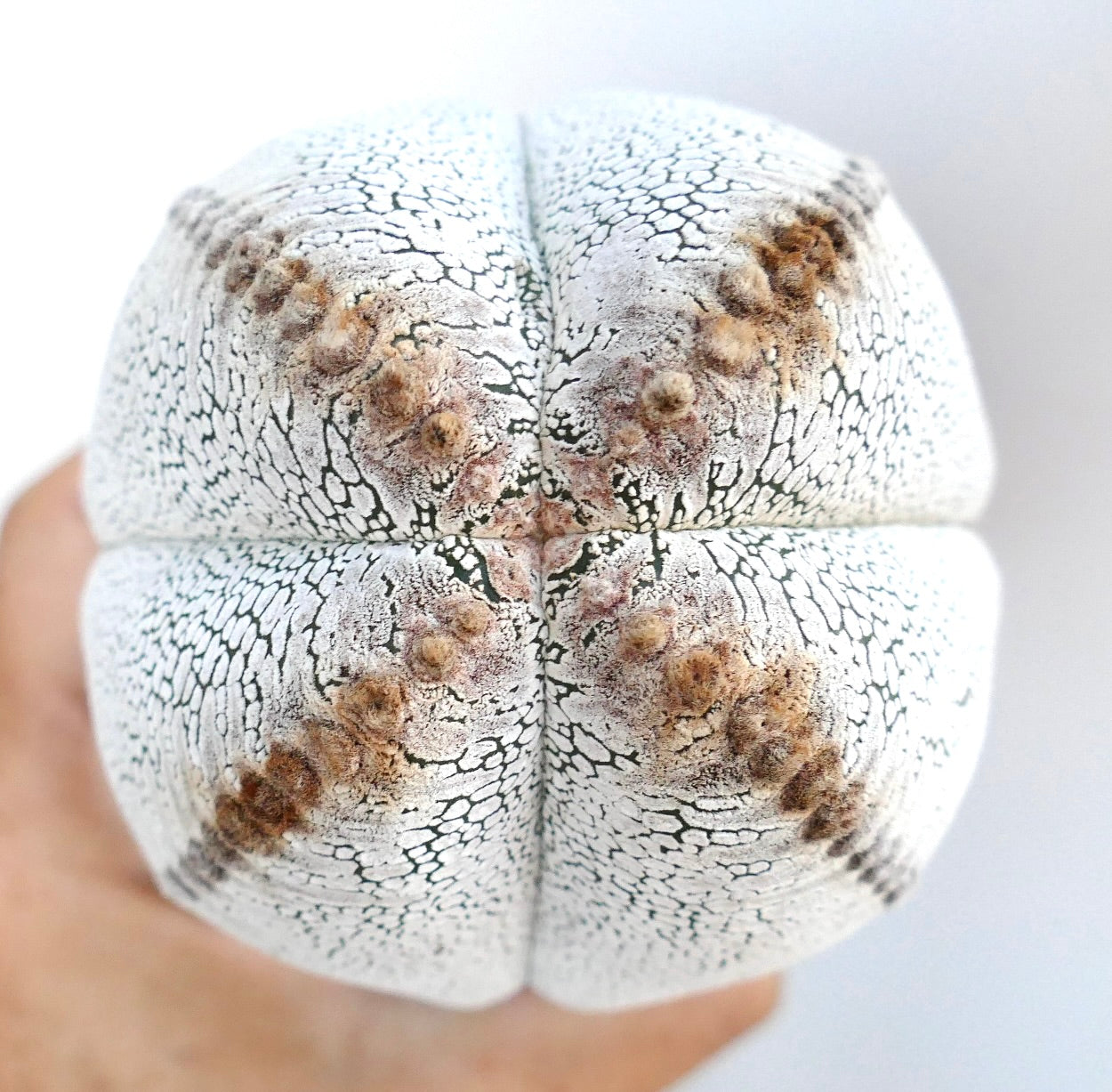 Draufsicht auf Astrophytum cv. Onzuka Quadricostatum ausgewählt, die seine symmetrische, vier-rippige Struktur mit dichter weißer Sprenkelung hervorhebt.