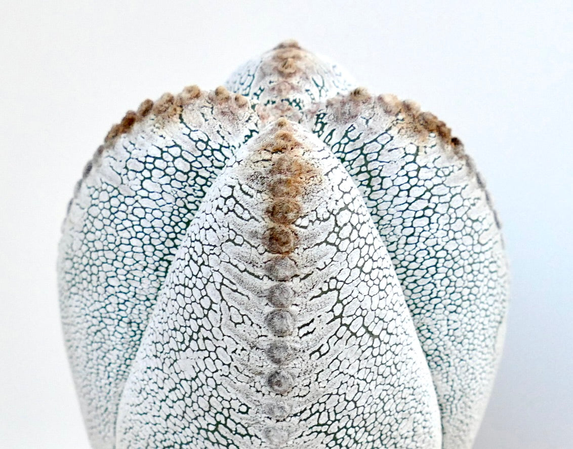 Nahaufnahme der Rippen von Astrophytum Onzuka Quadricostatum, die feine, gebrochene weiße Muster und ausgerichtete braune Areolen zeigen.