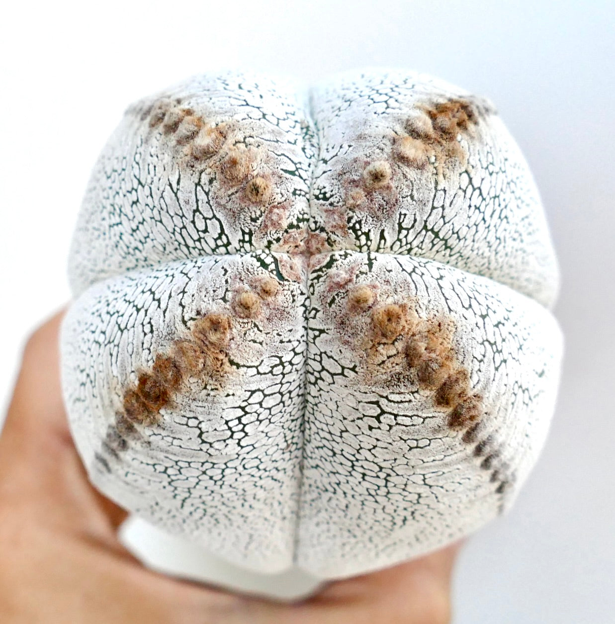 Draufsicht auf Astrophytum cv. Onzuka Quadricostatum mit vier großen Rippen, weiß gesprenkelter Oberfläche und strukturierten braunen Areolen an den Kämmen.