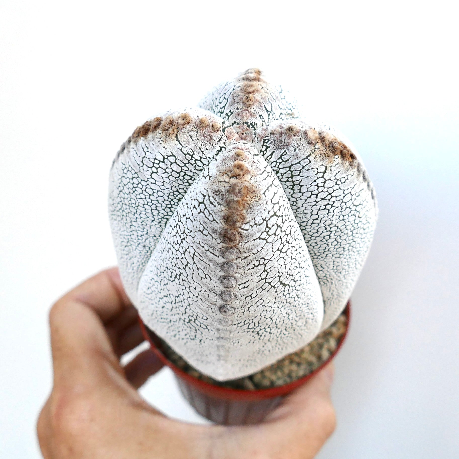 Schrägansicht von Astrophytum Onzuka Quadricostatum im Topf, die seinen hohen, säulenförmigen vier-rippigen Körper mit weißer rissiger Musterung zeigt.